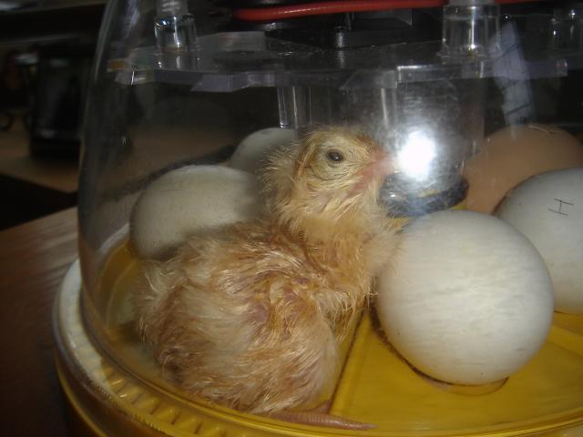 45745_hatching_eggs_025.jpg
