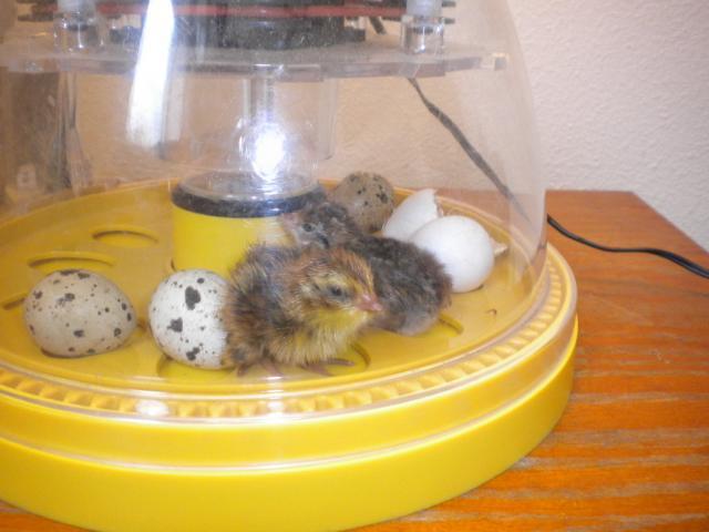 45745_quail_chicks_005.jpg