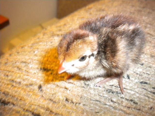 45745_quail_chicks_011.jpg