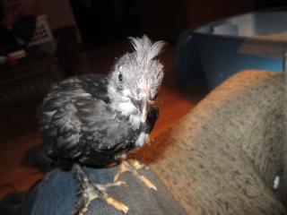 45745_silkie_002.jpg