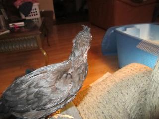 45745_silkie_003.jpg