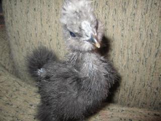 45745_silkie_005.jpg