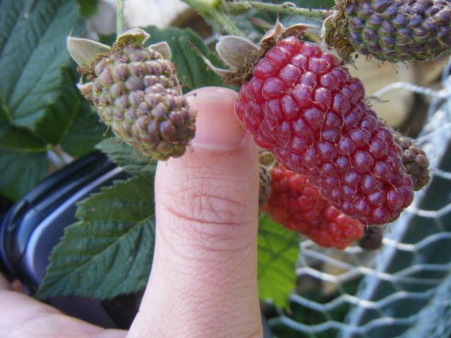 45758_dscf2712.jpg