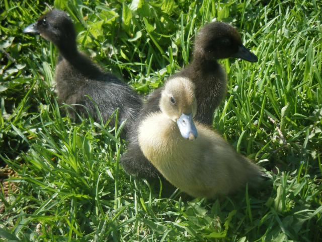 45758_dscf4663.jpg