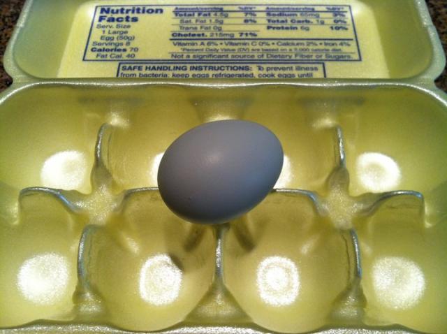 45758_lyndas_nh_x_ba_egg_she_hatched_from_me.jpg