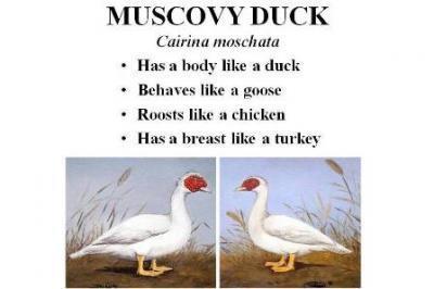 45758_muscovy_poster.jpg