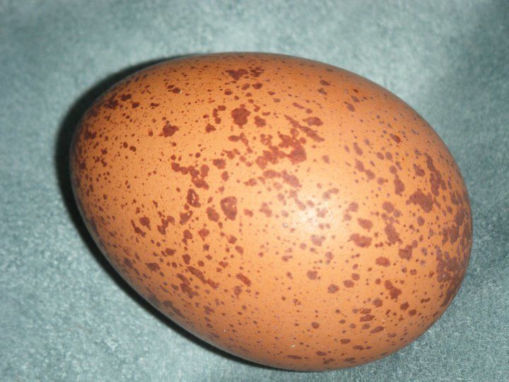 45758_wellie_egg.jpg