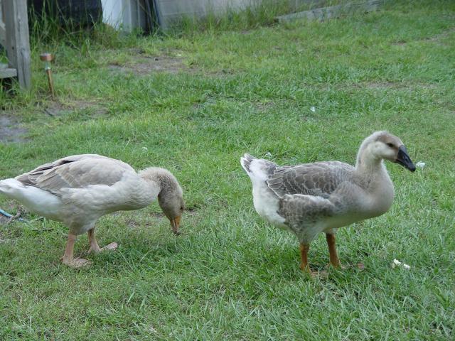 45848_8-15-2011bd_16.jpg