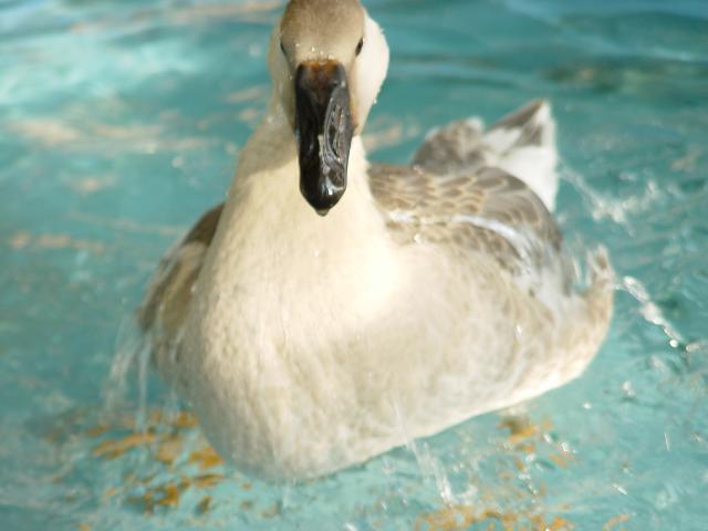45848_8-18-2011bs_14.jpg
