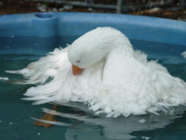 45848_8-6-2011_12.jpg