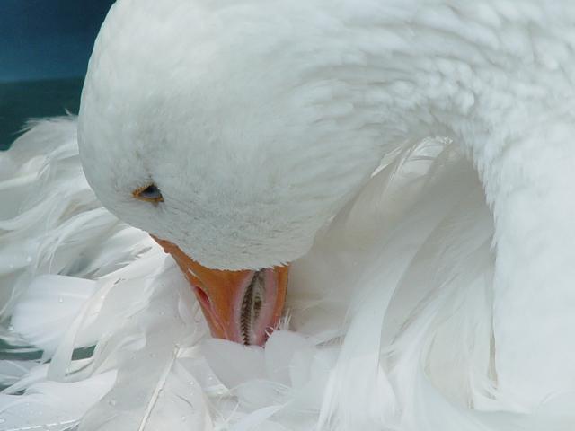 45848_8-6-2011_13.jpg