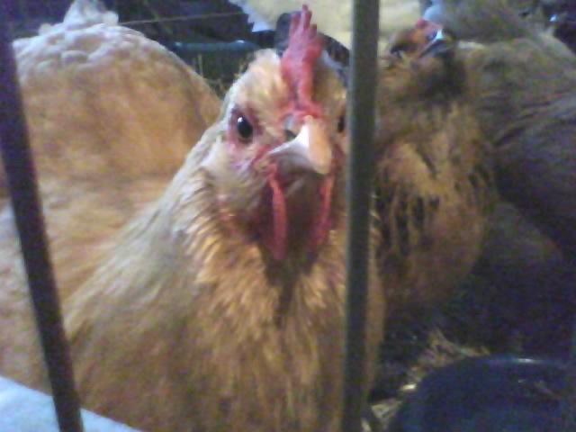 45854_peaches1209.jpeg
