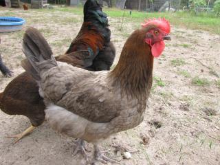 45875_blue_marans_010.jpg