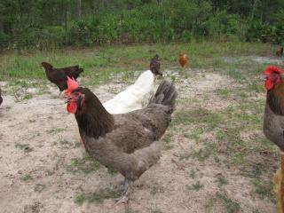 45875_blue_marans_014.jpg