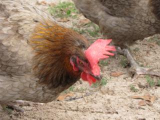 45875_blue_marans_016.jpg