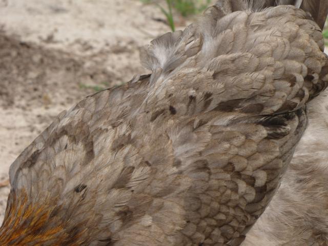 45875_blue_marans_019.jpg