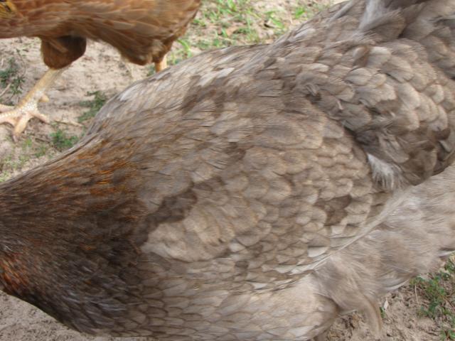 45875_blue_marans_026.jpg