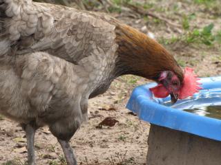 45875_blue_marans_031.jpg