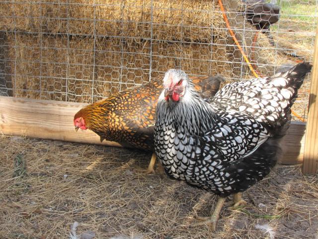 45875_chickengarden034s.jpg