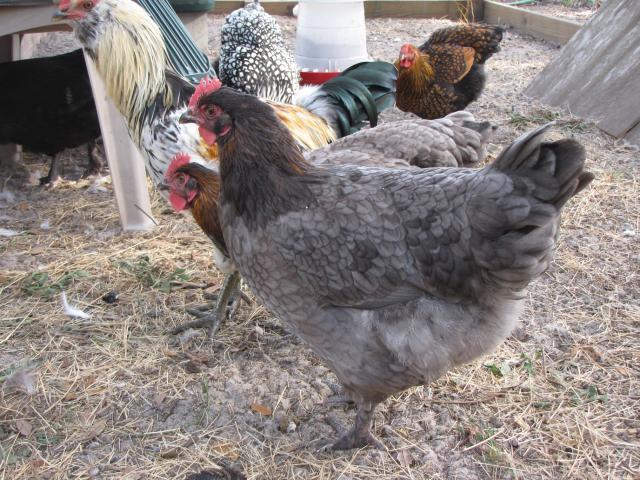 45875_chickengarden040s.jpg