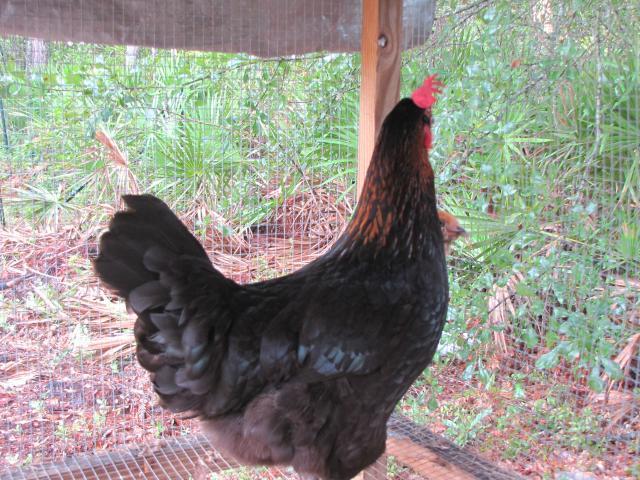45875_chickens_8_10_001.jpg