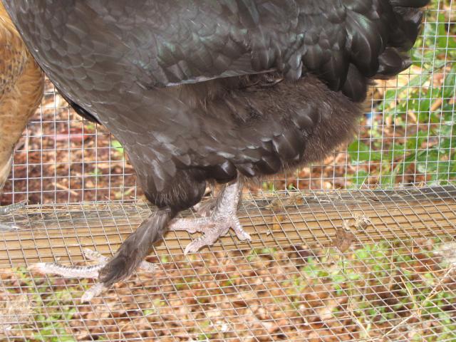 45875_chickens_8_10_002.jpg