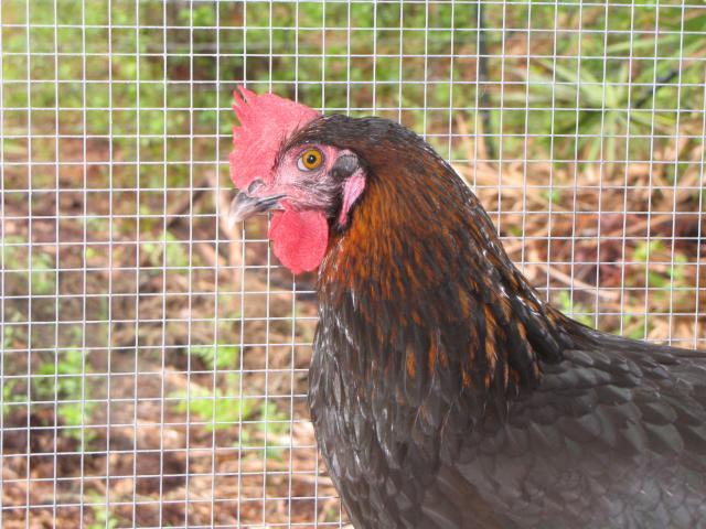 45875_chickens_8_10_003.jpg