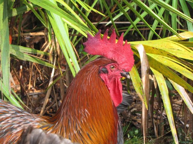 45875_chickens_8_10_005.jpg