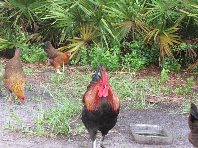 45875_chickens_8_10_007.jpg