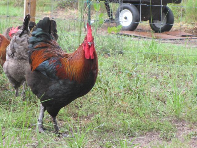 45875_chickens_8_10_008.jpg