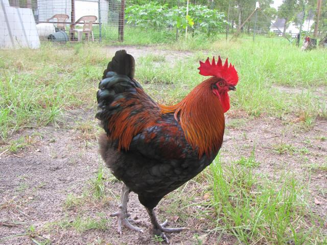 45875_chickens_8_10_009.jpg
