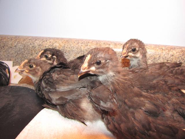 45875_chicks_5_weeks_old_002.jpg