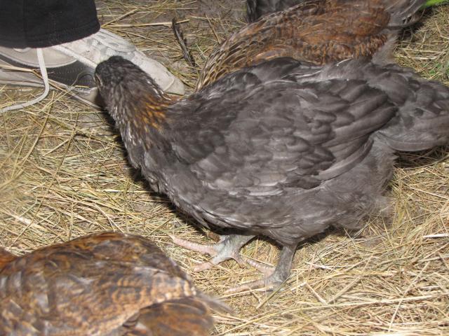 45875_marans_8_weeks_020.jpg