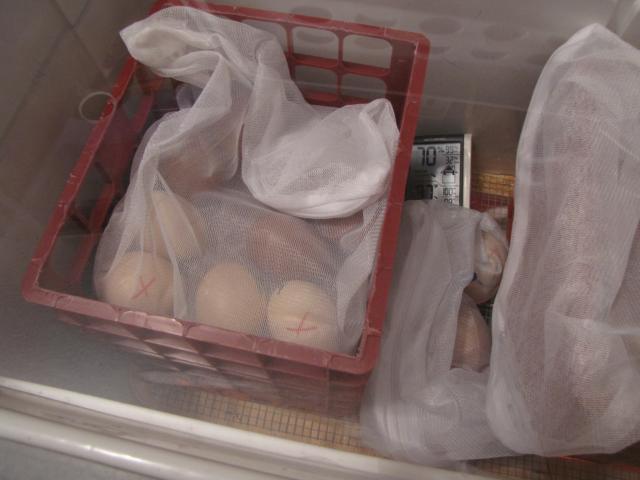 45875_new_chicks_002.jpg