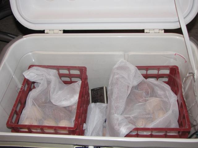 45875_new_chicks_003.jpg