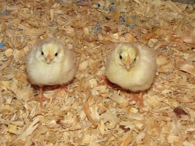 45875_new_chicks_012.jpg