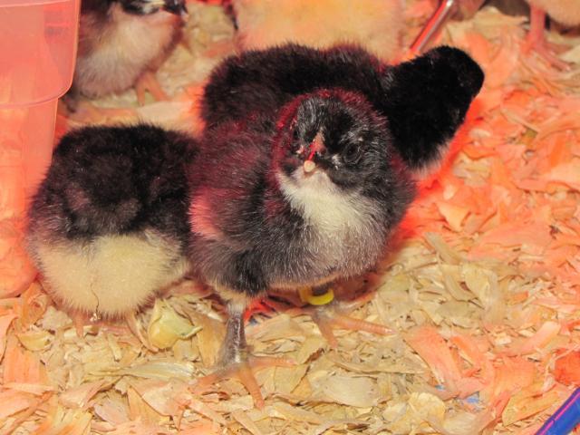 45875_new_chicks_013.jpg