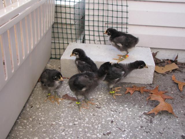 45875_new_chicks_2_weeks_old_11_19_10_001.jpg