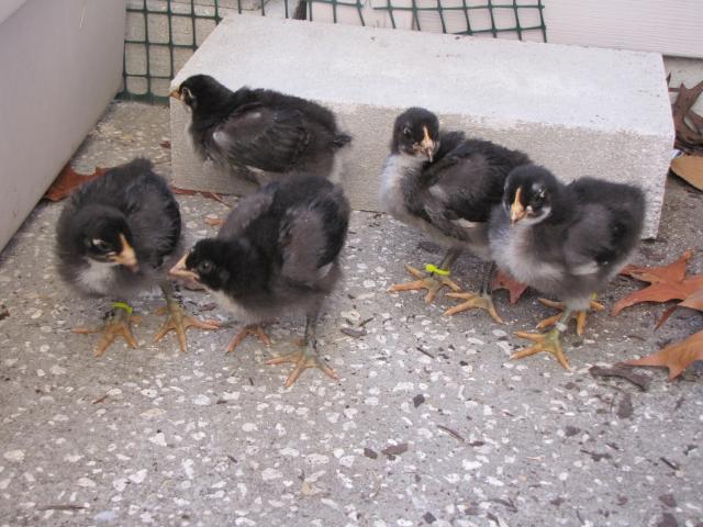 45875_new_chicks_2_weeks_old_11_19_10_004.jpg