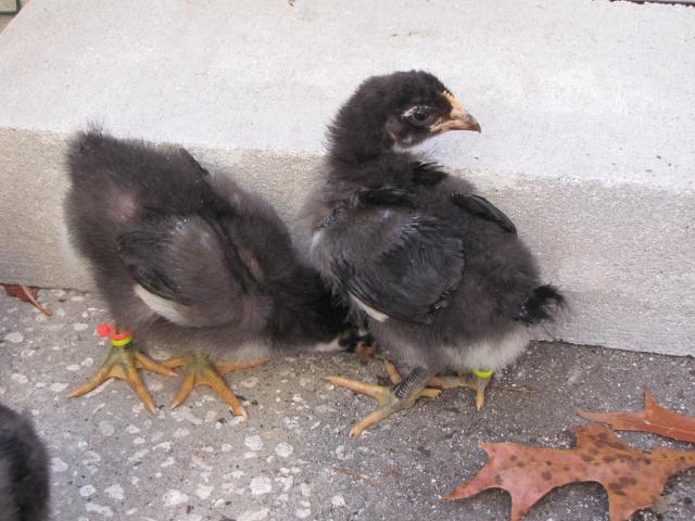 45875_new_chicks_2_weeks_old_11_19_10_007.jpg
