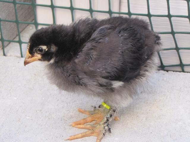 45875_new_chicks_2_weeks_old_11_19_10_013.jpg
