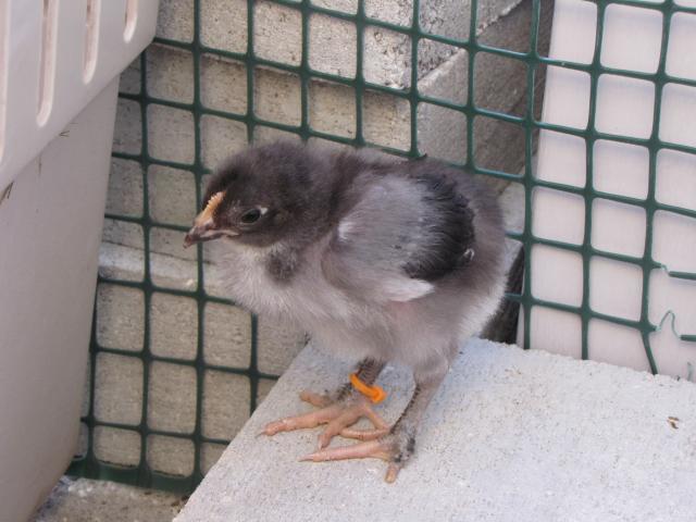45875_new_chicks_2_weeks_old_11_19_10_017.jpg