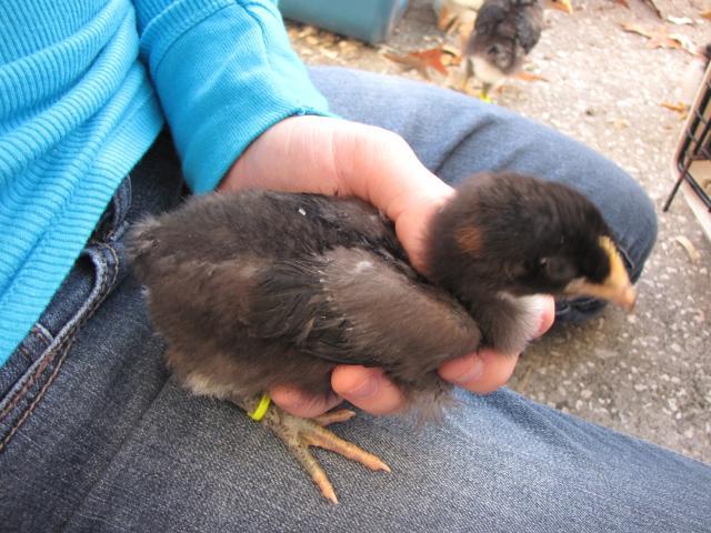45875_new_chicks_2_weeks_old_11_19_10_020.jpg