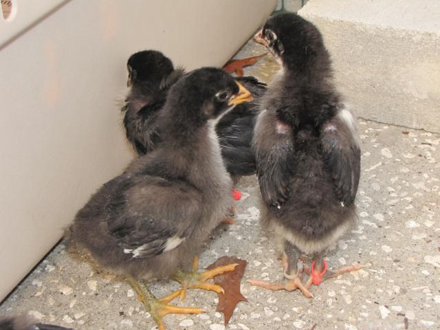 45875_new_chicks_2_weeks_old_11_19_10_022.jpg