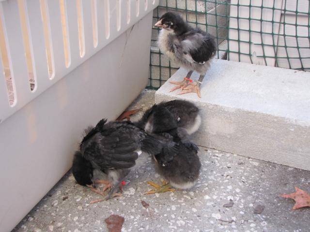 45875_new_chicks_2_weeks_old_11_19_10_023.jpg