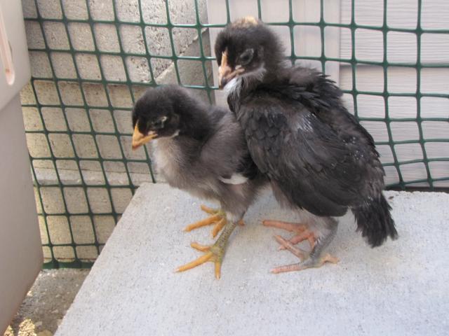 45875_new_chicks_2_weeks_old_11_19_10_033.jpg