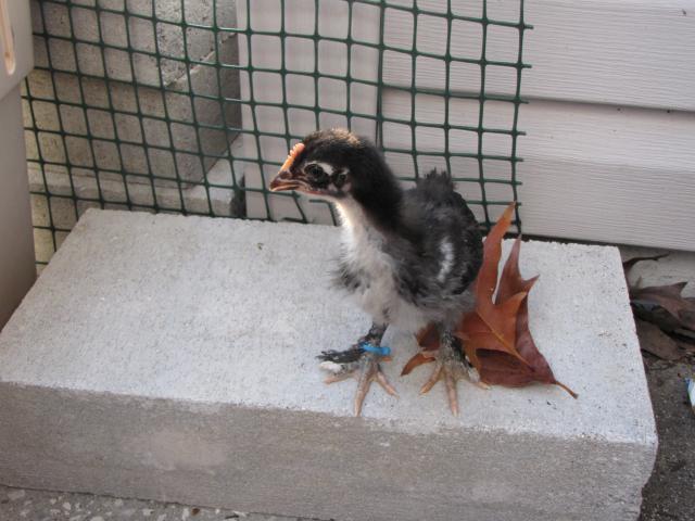 45875_new_chicks_2_weeks_old_11_19_10_034.jpg