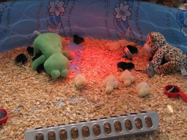 45875_new_chicks_3_days_old_001.jpg