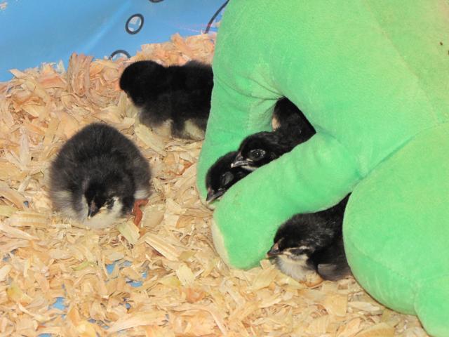 45875_new_chicks_3_days_old_003.jpg