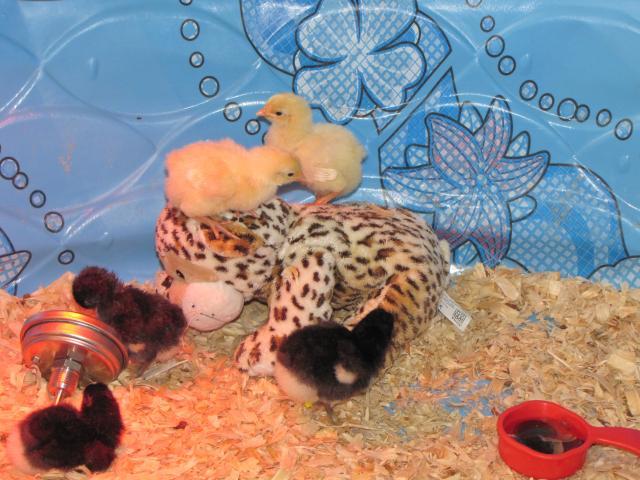 45875_new_chicks_3_days_old_032.jpg